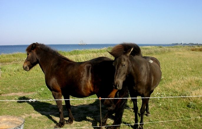 競馬