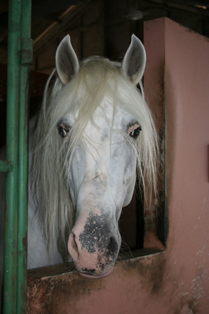 東京競馬